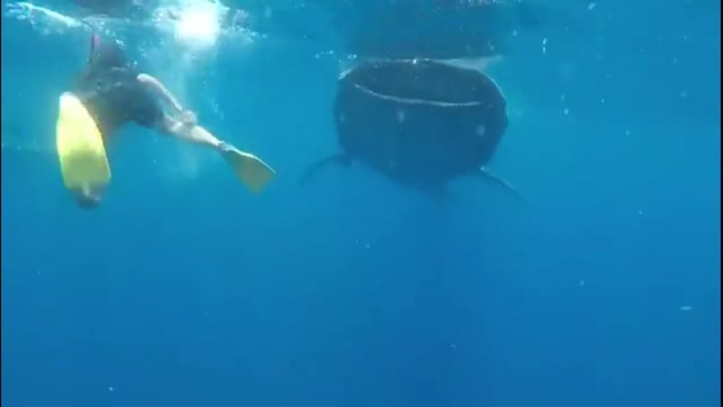 1xbet серхио рамос плавает с акулами