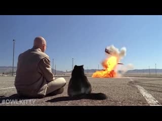 Owlkitty попала в breaking bad [жю]