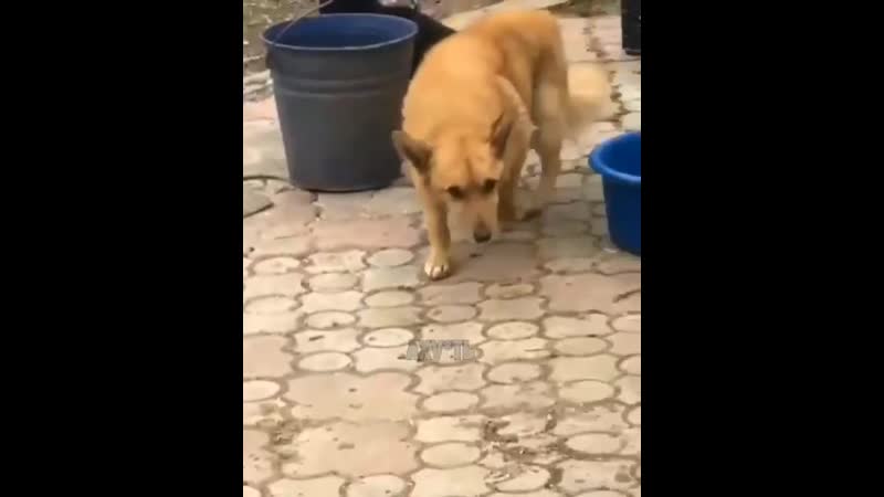 Фунтик, сука, какого хуя ты кота ебешь