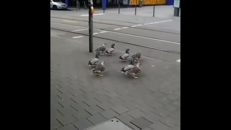This video that shows ducks parked in front of the red light is fabricated!