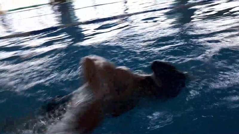 Калибри утс 2017 тренироа в бассейне