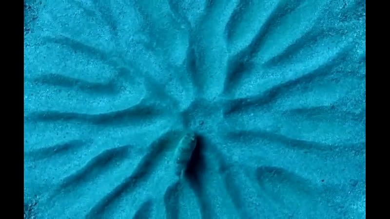 Маленькая японская рыбка фугу создает рисунки на песке, чтобы привлечь самку