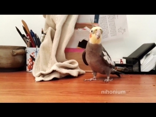 Bird headbutts a tune