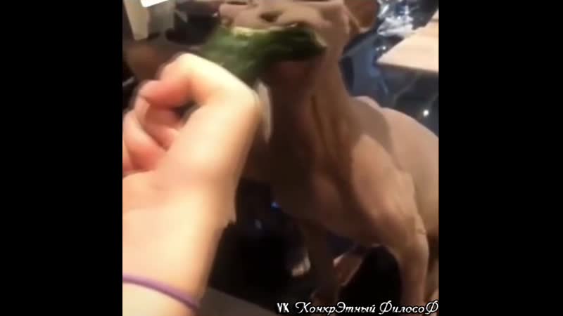 Голодные веганы