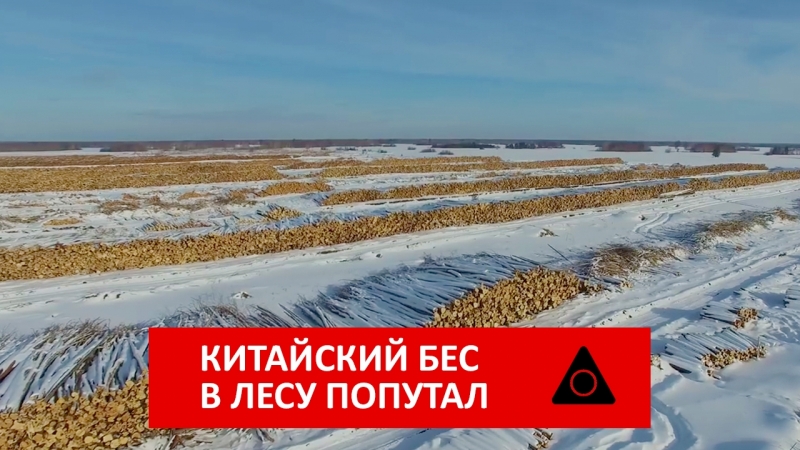 Китайский бес в лесу попутал