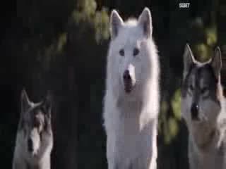 Trim 20200405 230016 mp4