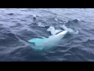 Escaped russian spy whale plays fetch with rugby ball