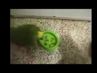 Попугай хам и справедливый кот