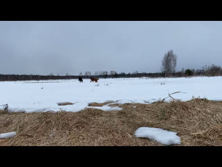 Видео от tibetn mastiff и chinese crested в твери