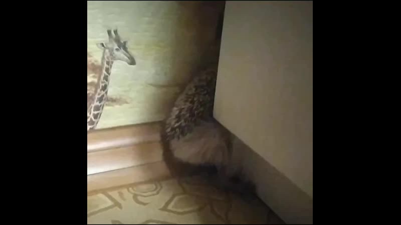 Ушастая ежиха застряла в щели!