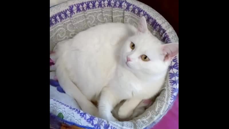 Лапа нежнейшая кошечка