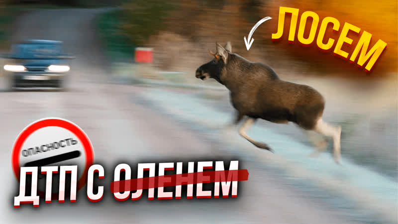 Дтп с лосем самое опасное время года / как избежать дтп с дикими молодые