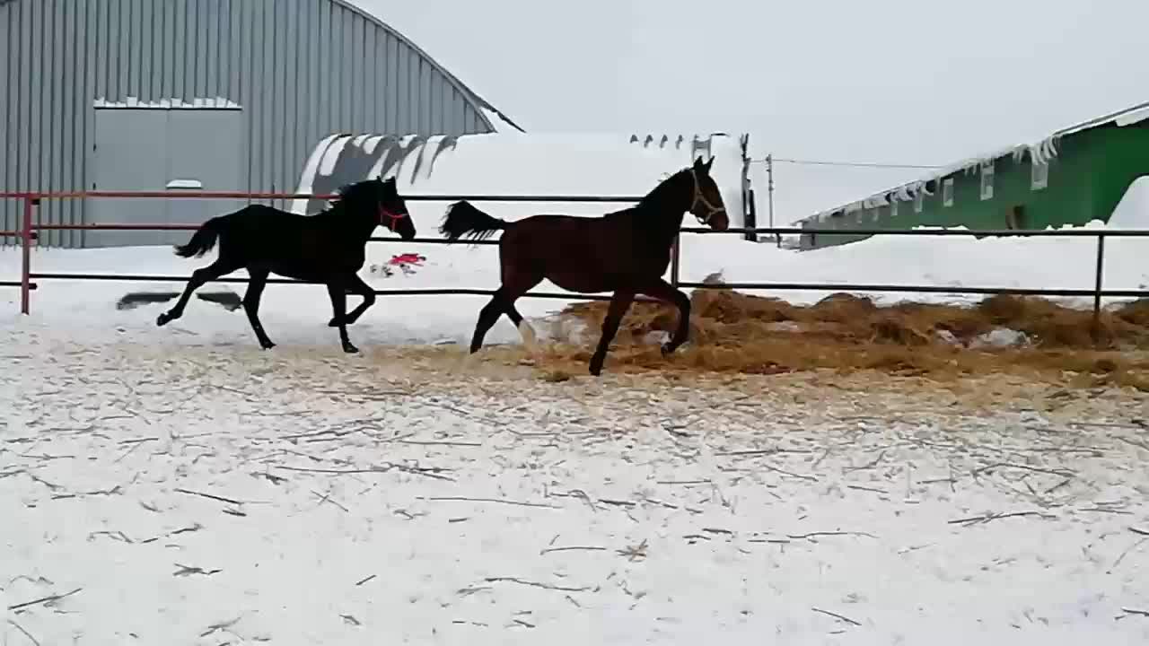 Коннор & фарадей