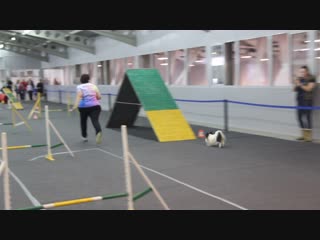 Квалификация а2 дробышева оксана и папийон плюша