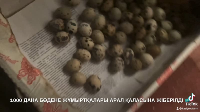 1000 дана бөдене жұмыртқалары арал қаласына жіберілді 🇰🇿