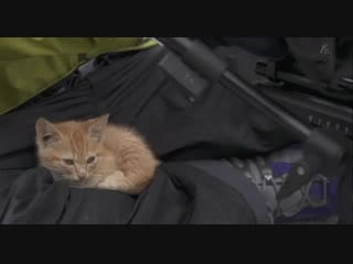 Guy filming kittens ends up getting claimed by one