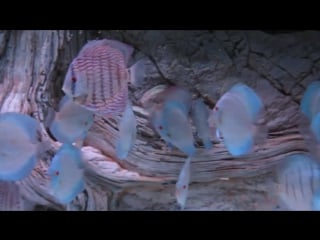 Angel blue diamond by color discus дискус кампуз