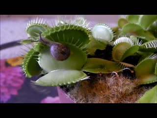 Венерина мухолоа поймала улитку / venus fly trap caught a snail