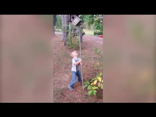 Скворечник умеет мстить