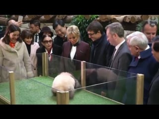 Panda cub growls and jumps at france’s first lady, brigitte macron