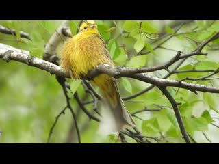 Овсянка обыкновенная (самец)