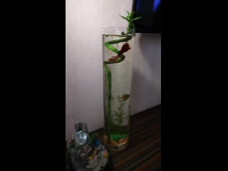 Video 20190403 120909 mp4