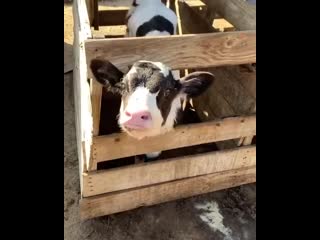 Телёнок чаг особо любит пить