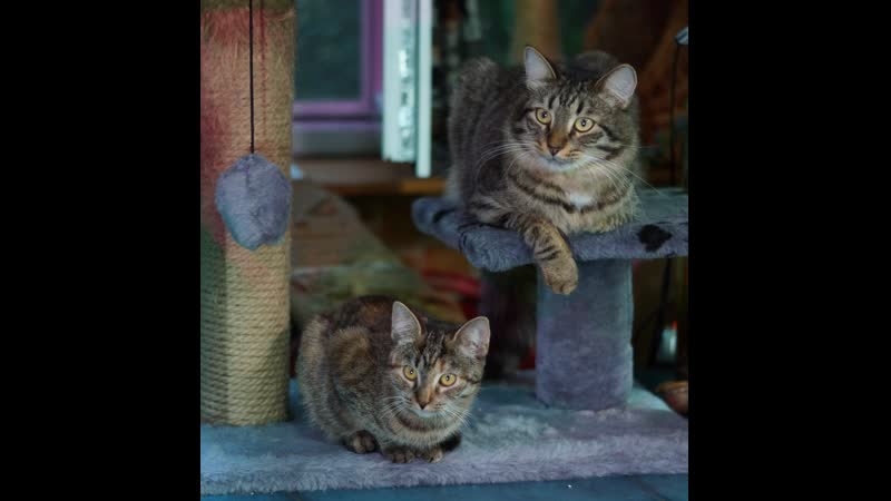 Леся и тиша