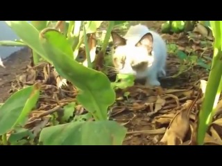 Grumpy cat meows