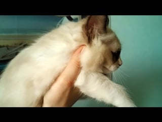 Gloria mystical dream