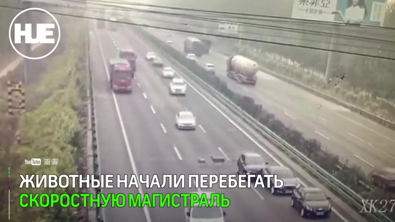 В пекине смертельное дтп из за баранов попало на видео