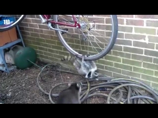 Три енота подрались из за велосипеда (vhs video)