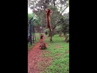 I'm 100% convinced that tigers at the local porn can jump over the moat or whatever enclosure they're in, at any time of their ch