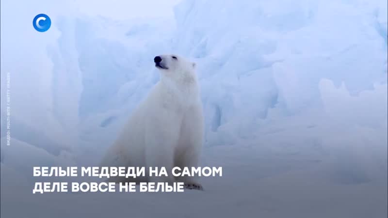 27 февраля в мире отмечают день полярного медведя