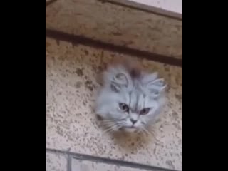 Metro goldwyn mayer представляет