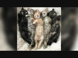 Prikoli s kotami milie kotyata jokes with cats little kittens mp4