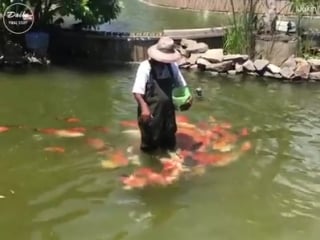 Ныряющие птицы, летающие курицы, ручные рыбы и т д