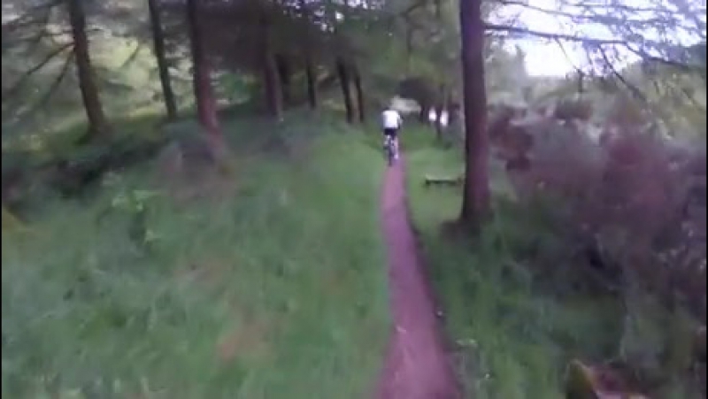 Отличный денек в лесу