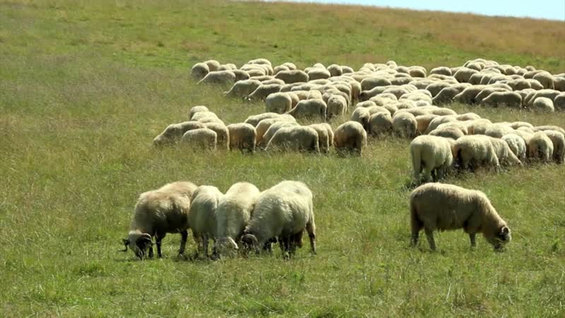 Marin ribitanu tata meu o fost cioban