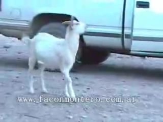 Dogos argentinos hunting