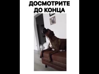 Смотреть со звуком 🔊😂 #юмор #прикол #смешныегифки #гифки #гиф #gif #смешноевидео #трэш #угар #показалось