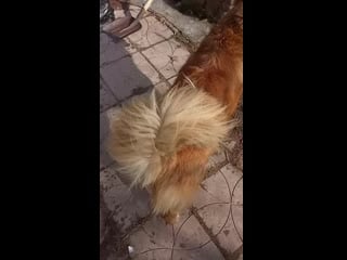 Гриша, лаврик и дорис