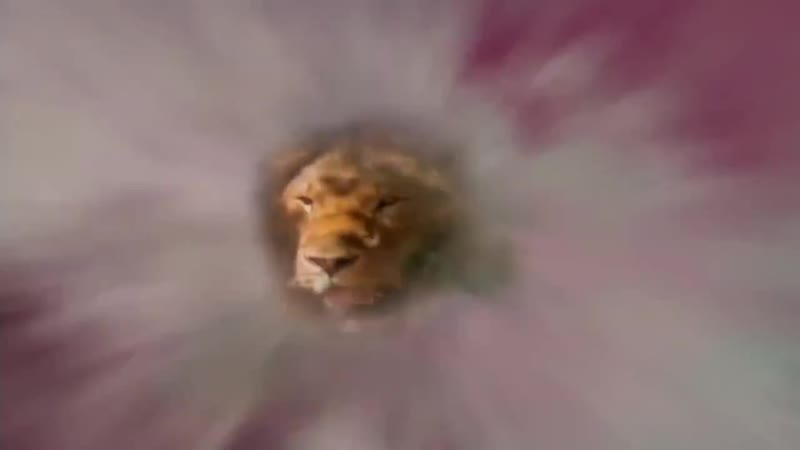 Denise la bouche wildkatzen
