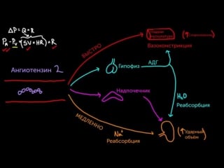 Ангиотензин 2 повышает кровяное давление