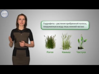 23 биология 6 приспособление к условиям среды влажность