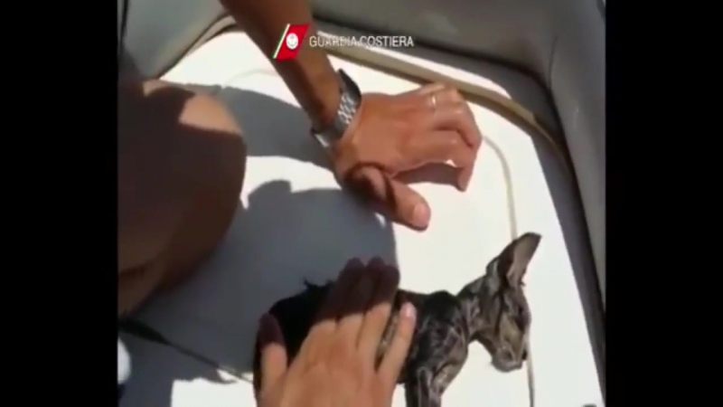 ✔ особое мнение береговая охрана италии реанимировала утонувшего котенка