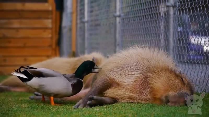 Капибара очень забавное молодые (секс №46) (1)