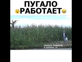 Пугало работает