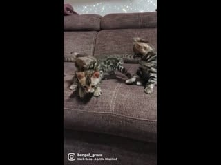 Алишер, асия, алисия