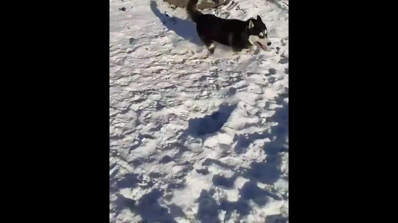 Irkutsk porn video – Husky ivita irkutsk подружки веселушки;)))